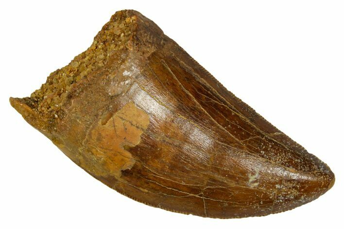 Serrated, Carcharodontosaurus Tooth - Real Dinosaur Tooth #372283
